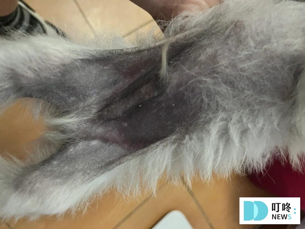 狗狗肚子發黑