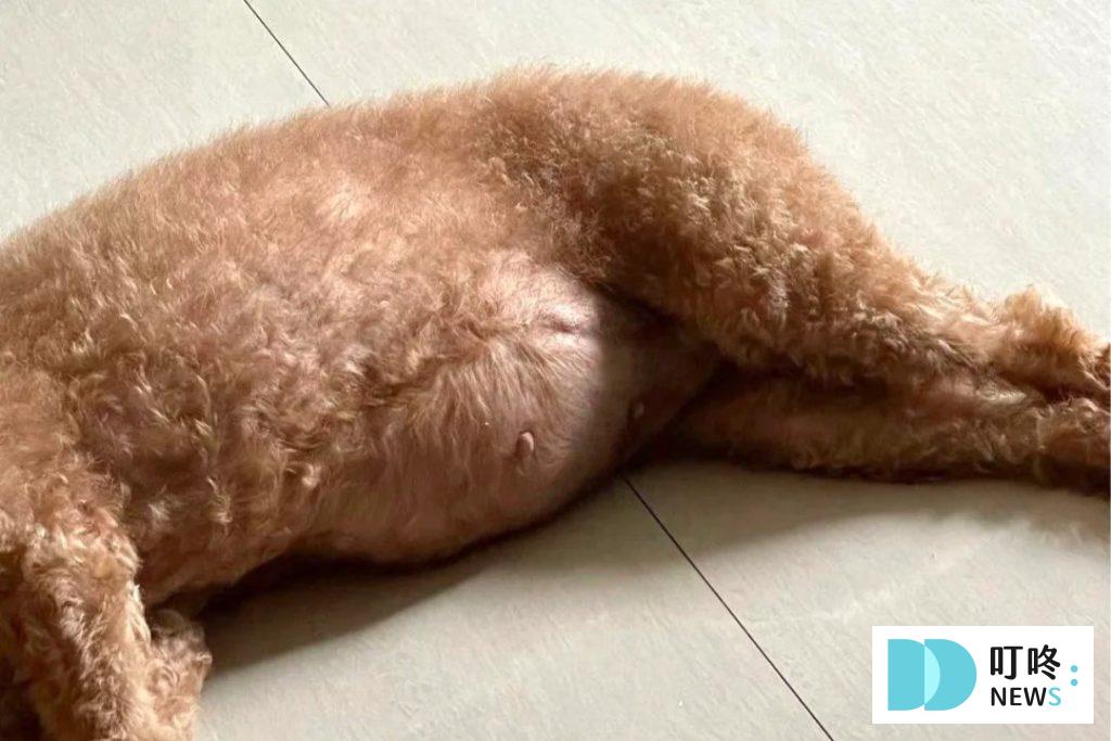 狗狗肚子腫脹 狗狗肚子硬