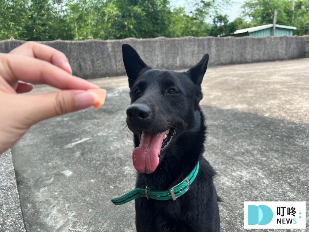 狗狗零食開箱|狗起司推薦:Hello角切起司塊、起司條真實評價、狗零食怎麼挑一次看 狗狗零食開箱|狗起司推薦-結語
