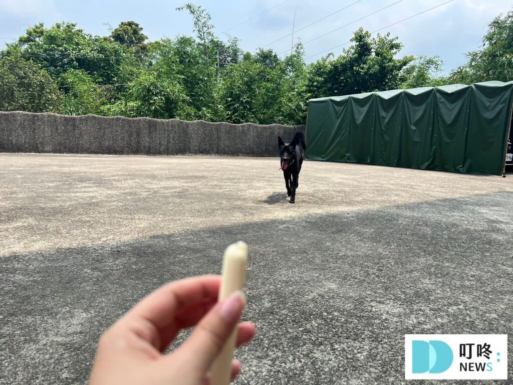 狗起司推薦：Hello起士條餵食2