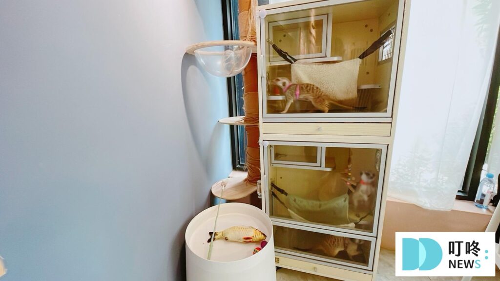 貓邸老咖｜用餐環境-6