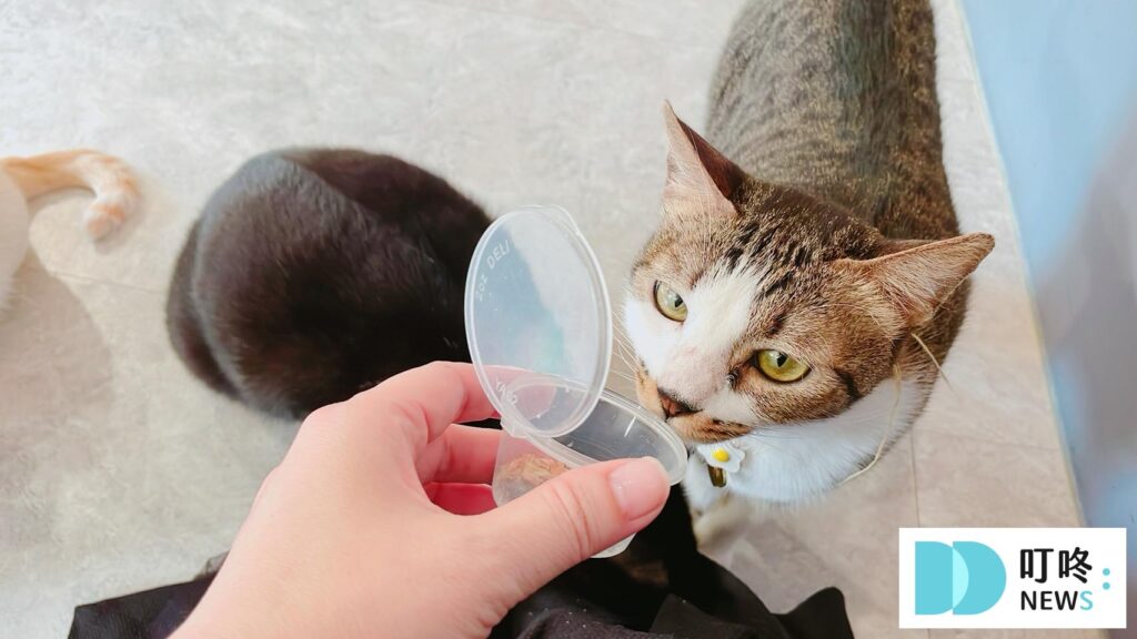 貓邸老咖｜貓店長與狐獴-3