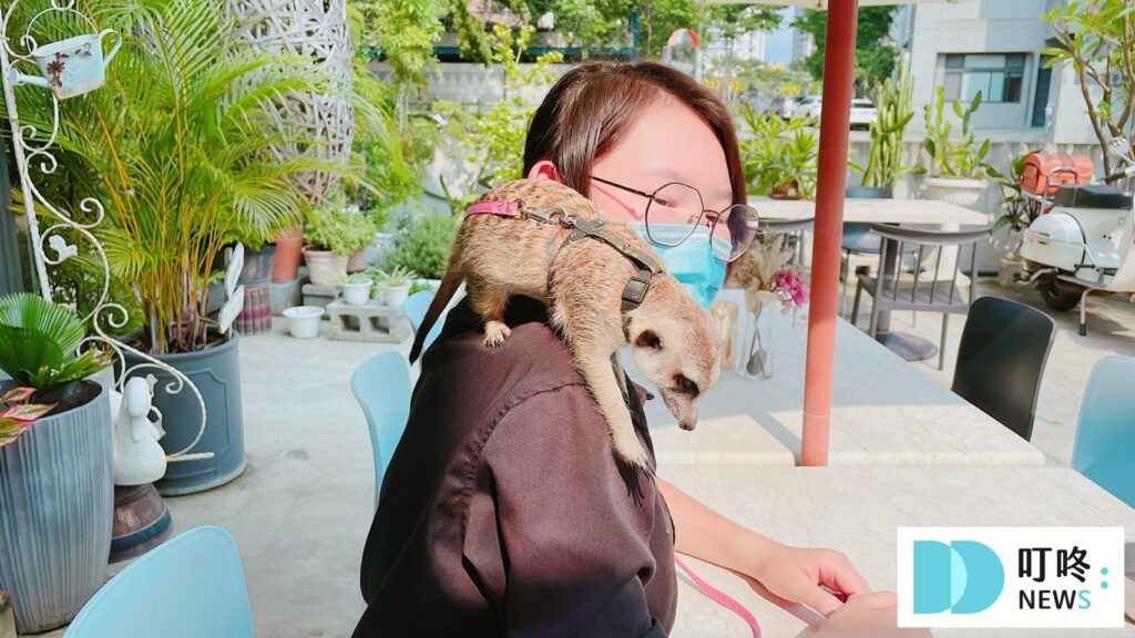 貓邸老咖｜貓店長與狐獴-10