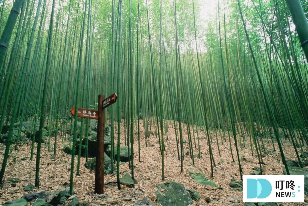 台中避暑景點｜八仙山國家森林遊樂區