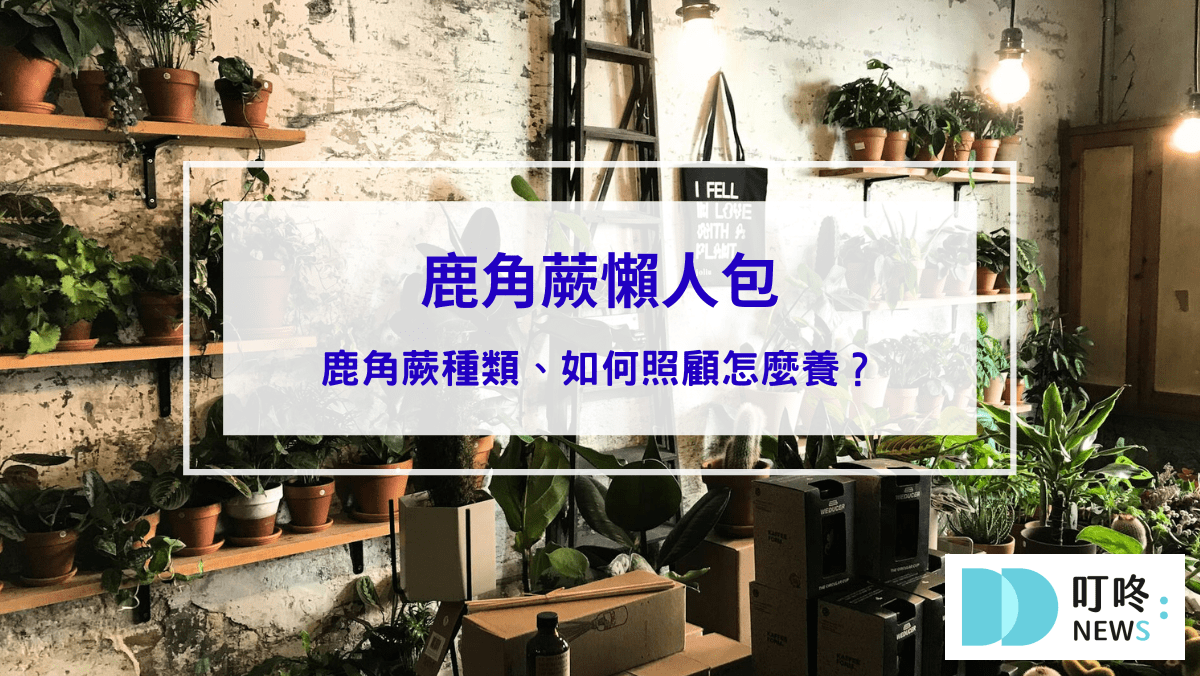 生活記事 【鹿角蕨懶人包】鹿角蕨種類、如何照顧怎麼養?貴到能買一棟房!全面資訊來解答