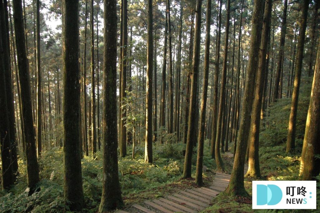 桃園避暑景點｜東眼山國家森林遊樂區