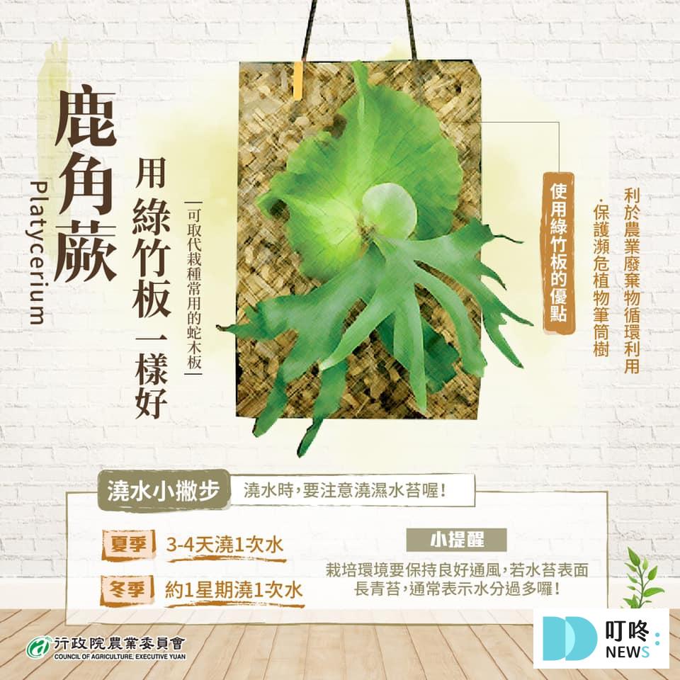 鹿角蕨照顧、怎麼養