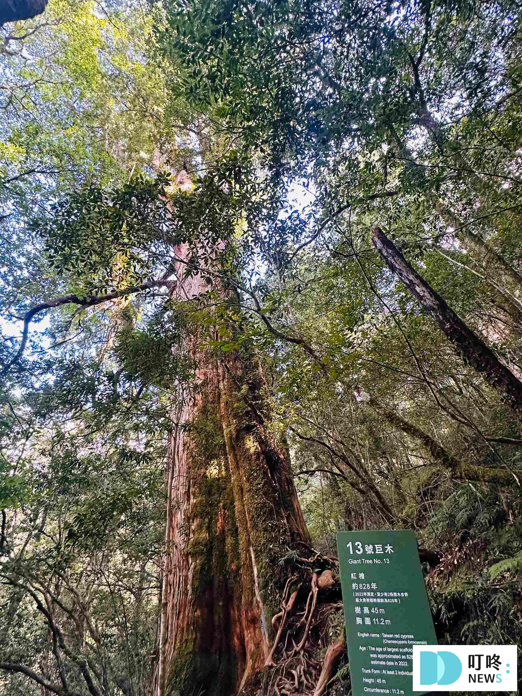 拉拉山行程_拉拉山國家公園神木