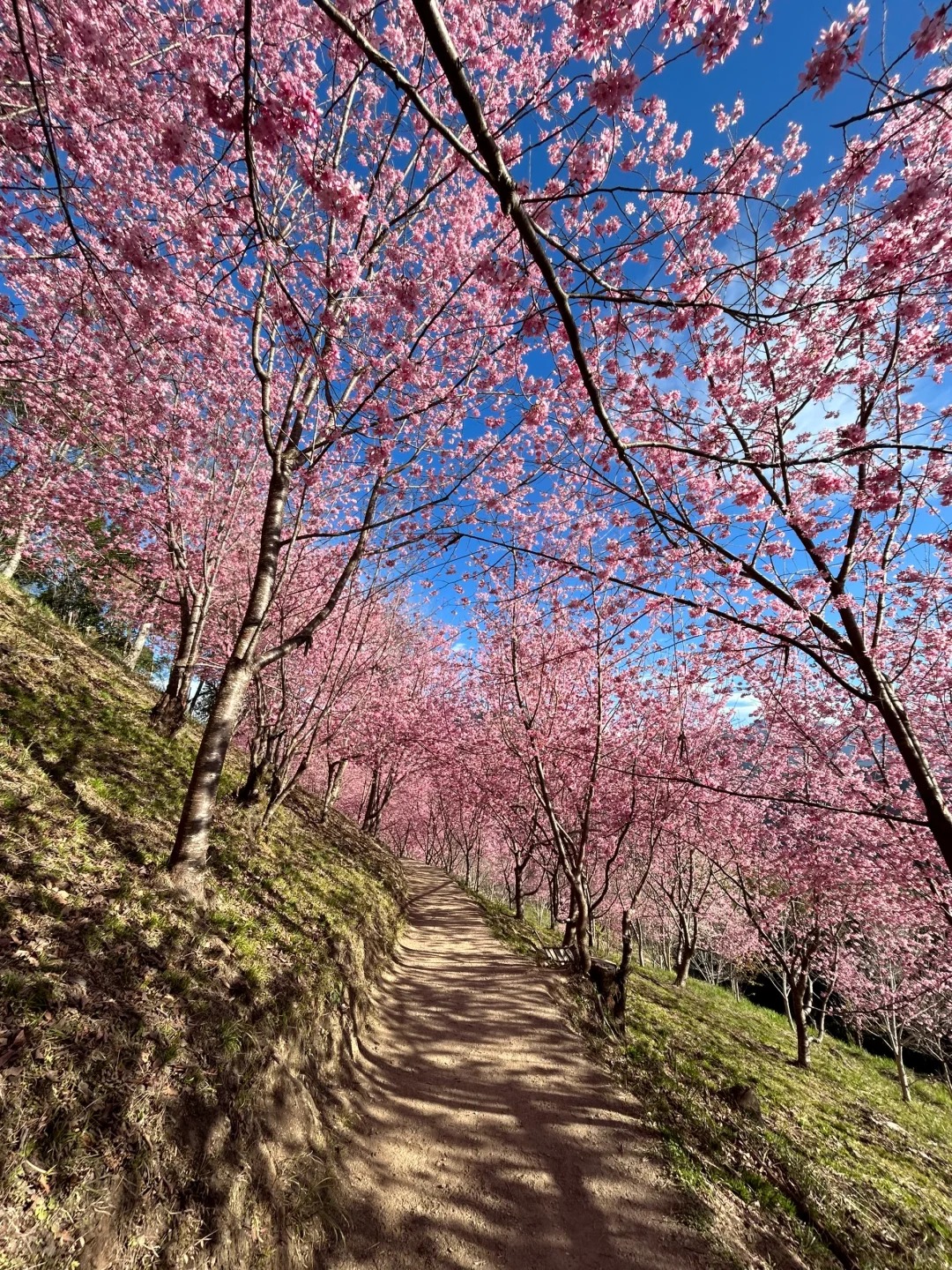 2026台灣賞櫻景點18處|北中南東全攻略,掌握轉瞬即逝的櫻花季,交通、賞花期、門票、周邊景點看這篇就夠! 叮咚News|分享新奇與樂趣