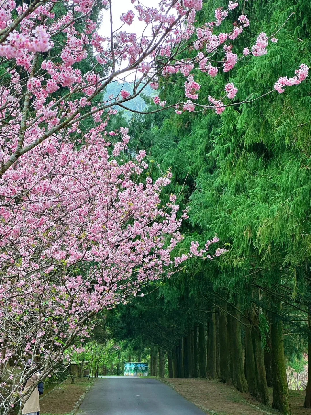 2026台灣賞櫻景點18處|北中南東全攻略,掌握轉瞬即逝的櫻花季,交通、賞花期、門票、周邊景點看這篇就夠! 叮咚News|分享新奇與樂趣