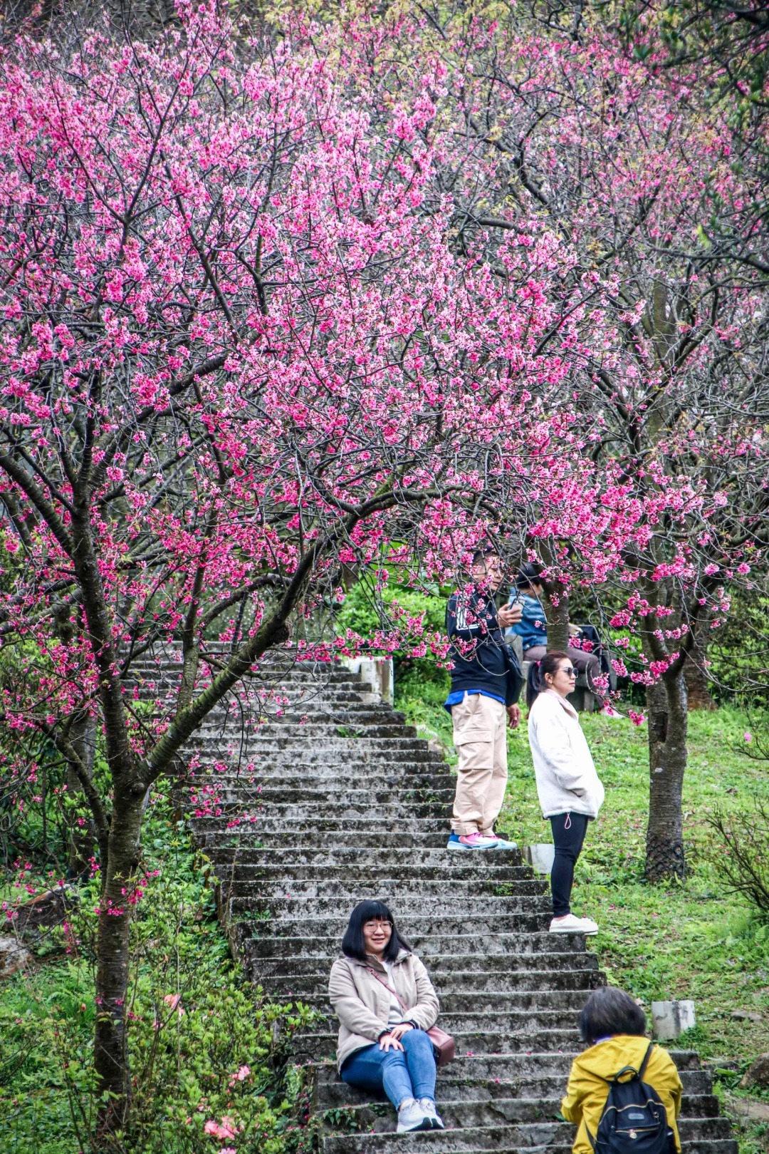 2026台灣賞櫻景點18處|北中南東全攻略,掌握轉瞬即逝的櫻花季,交通、賞花期、門票、周邊景點看這篇就夠! 叮咚News|分享新奇與樂趣