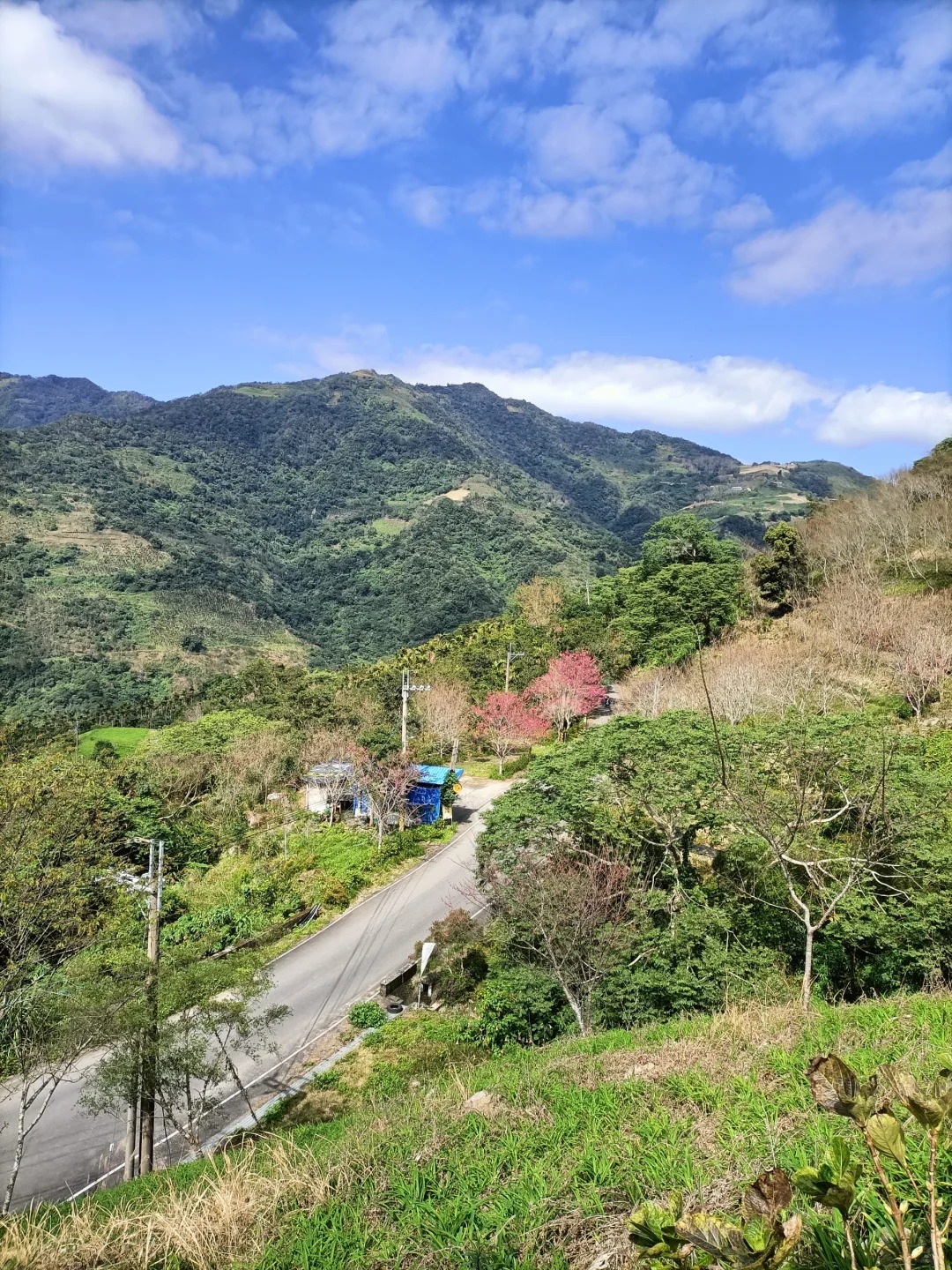2026台灣賞櫻景點18處|北中南東全攻略,掌握轉瞬即逝的櫻花季,交通、賞花期、門票、周邊景點看這篇就夠! 叮咚News|分享新奇與樂趣