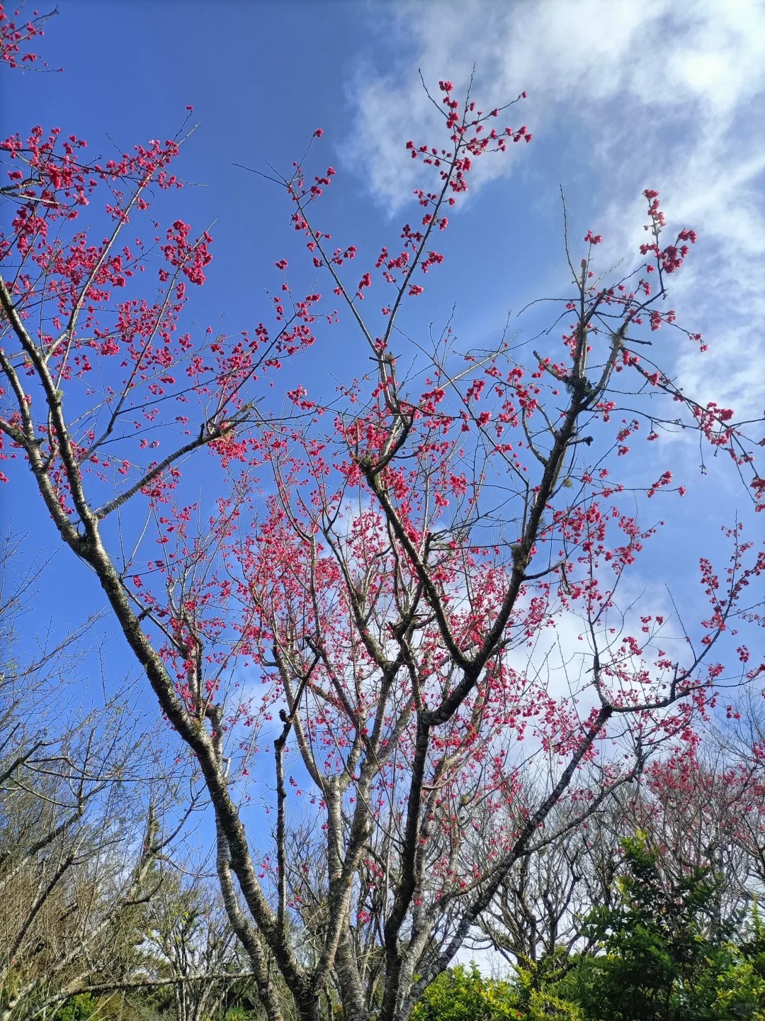 2026台灣賞櫻景點18處|北中南東全攻略,掌握轉瞬即逝的櫻花季,交通、賞花期、門票、周邊景點看這篇就夠! 叮咚News|分享新奇與樂趣