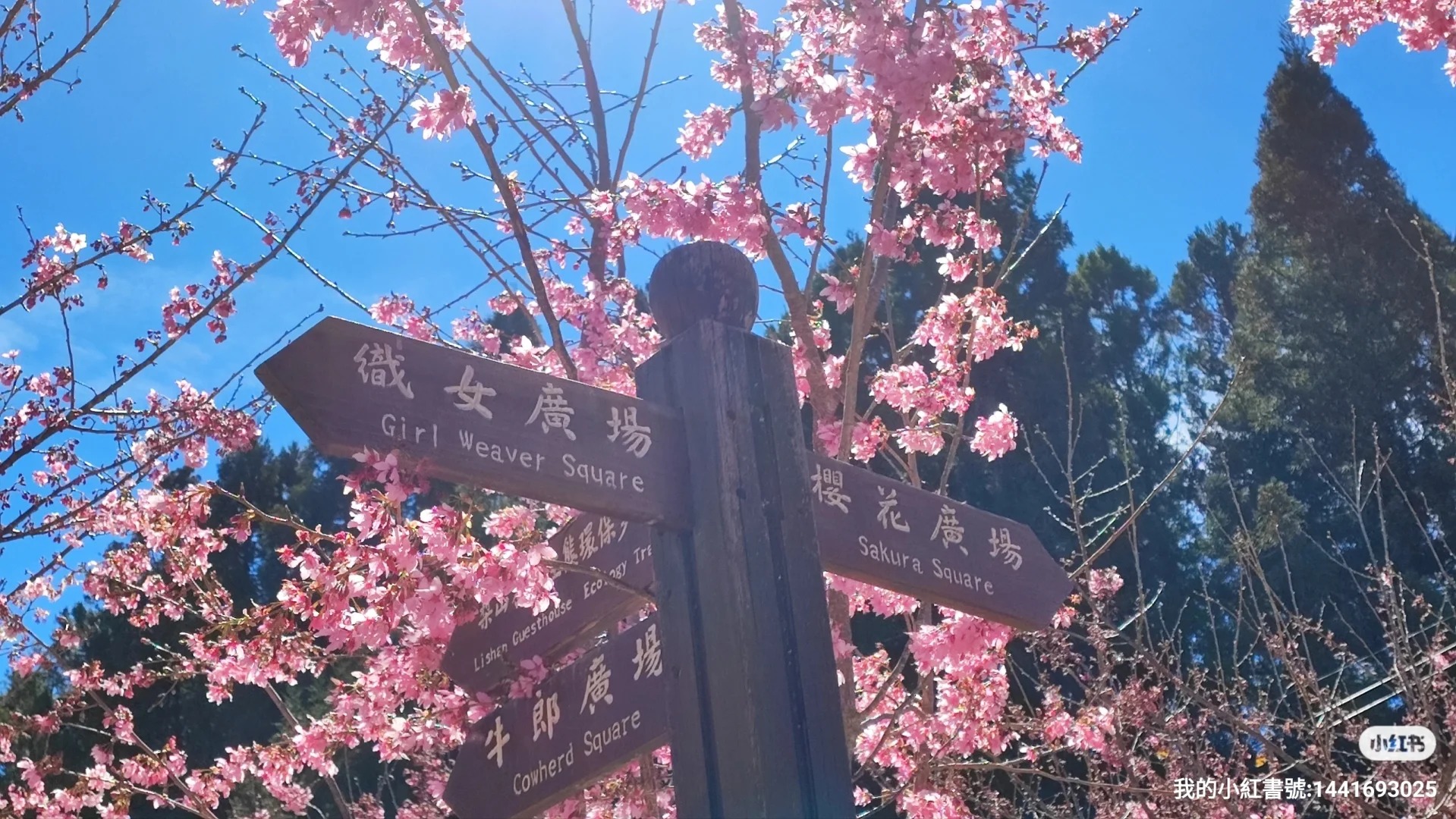 2026台灣賞櫻景點18處|北中南東全攻略,掌握轉瞬即逝的櫻花季,交通、賞花期、門票、周邊景點看這篇就夠! 叮咚News|分享新奇與樂趣
