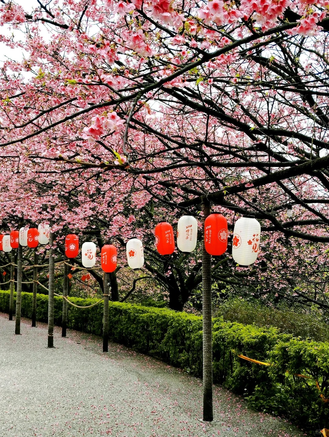 2026台灣賞櫻景點18處|北中南東全攻略,掌握轉瞬即逝的櫻花季,交通、賞花期、門票、周邊景點看這篇就夠! 叮咚News|分享新奇與樂趣