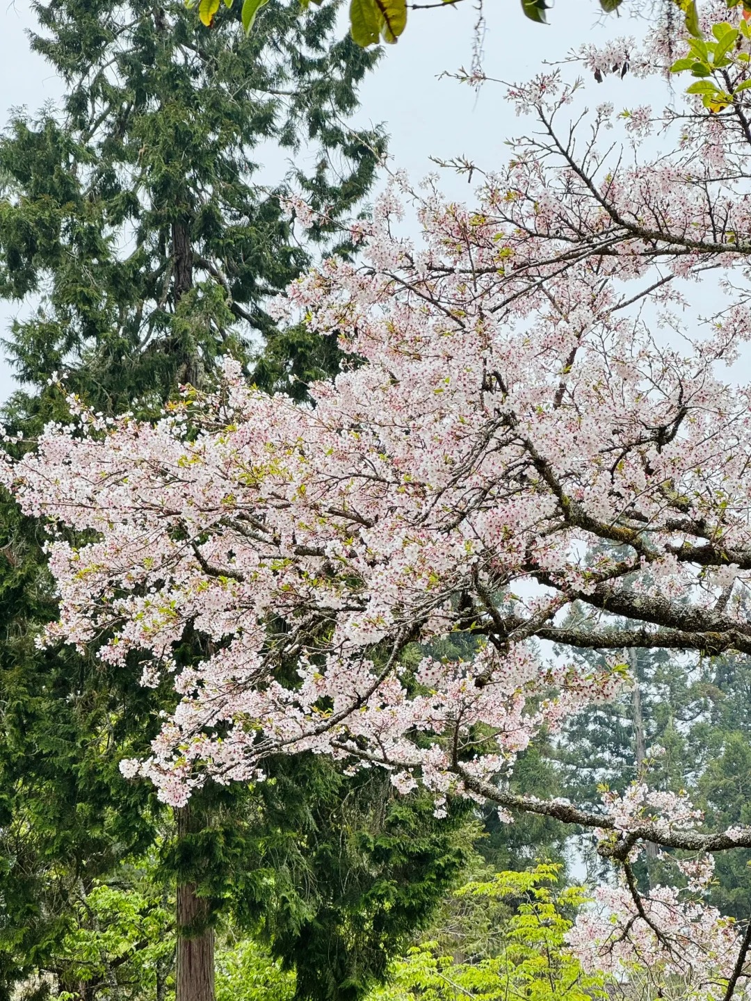2026台灣賞櫻景點18處|北中南東全攻略,掌握轉瞬即逝的櫻花季,交通、賞花期、門票、周邊景點看這篇就夠! 叮咚News|分享新奇與樂趣